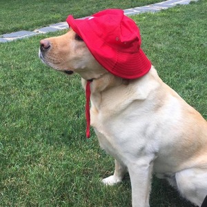 Walter The CBS 6 Weather Dog